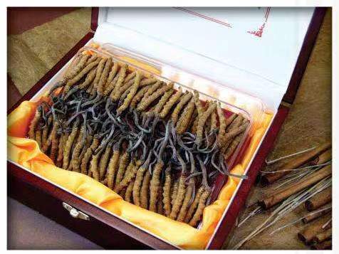 都昌冬虫夏草回收